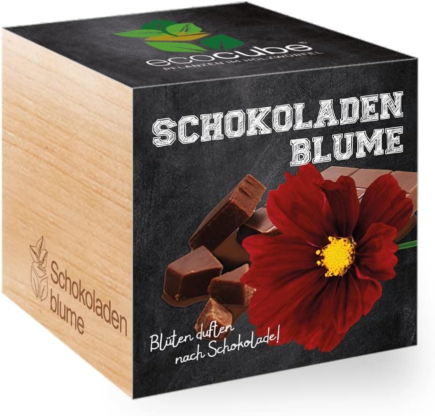 Ecocube Anzuchtset Schokoladenblume
