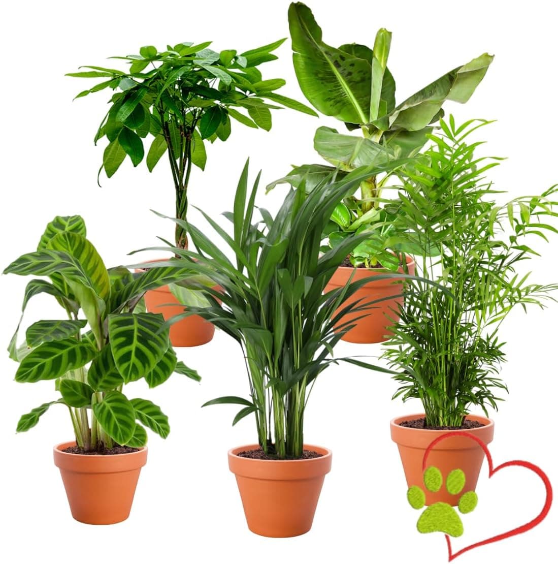 Tierfreund Zimmerpflanzen-Set, 5 Pflanzen